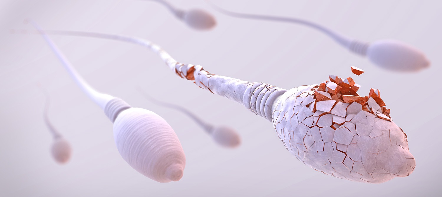 DNA-Fragmentation